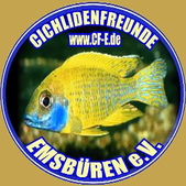 Aquarienverein Cichlidenfreunde