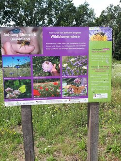 Das Bild zeigt eine Informationstafel zu einer Wildblumenwiese in der Nähe der Hünensteine Mehringen